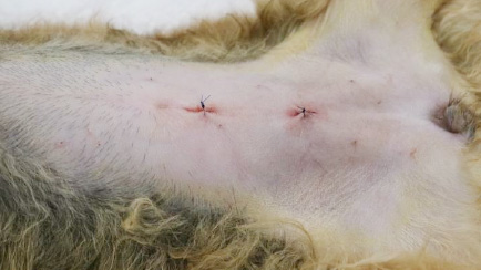 手術 避妊 犬 メス マルチーズの子犬パンナ6ヶ月で避妊手術！様子とかかる料金