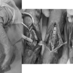 【症例紹介】小型犬の前腕骨折（プレート固定）