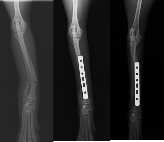 症例紹介 小型犬の前腕骨折 プレート固定 鈴木犬猫病院 千葉県千葉市稲毛区の動物病院です 治療例