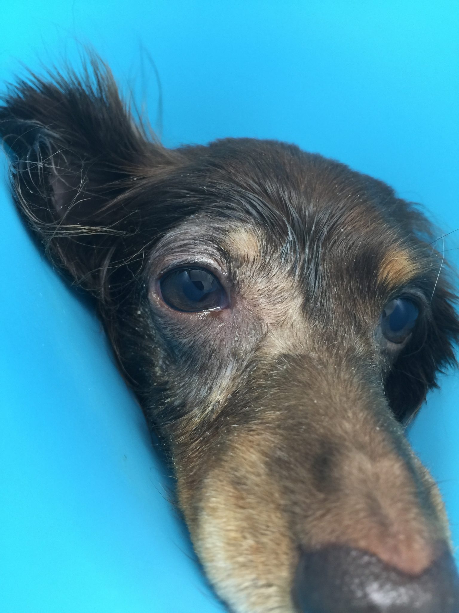 犬のチェリーアイ