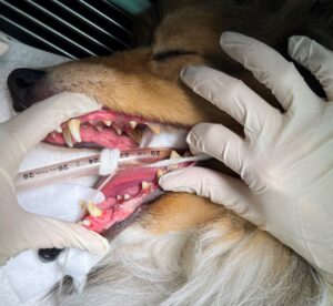 ペットちゃんたちのお口の健康✨