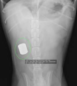 誤食しないでね　〜予想外なモノ飲み込みます〜
