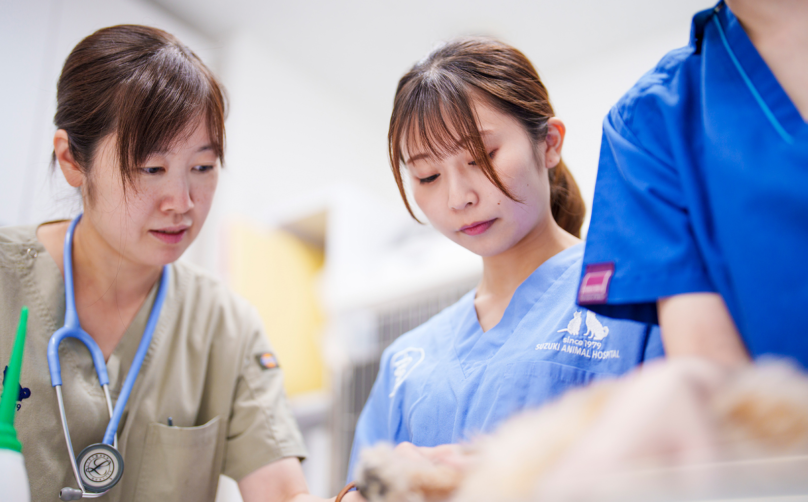 地域で365日診療。猫専門外来も設置