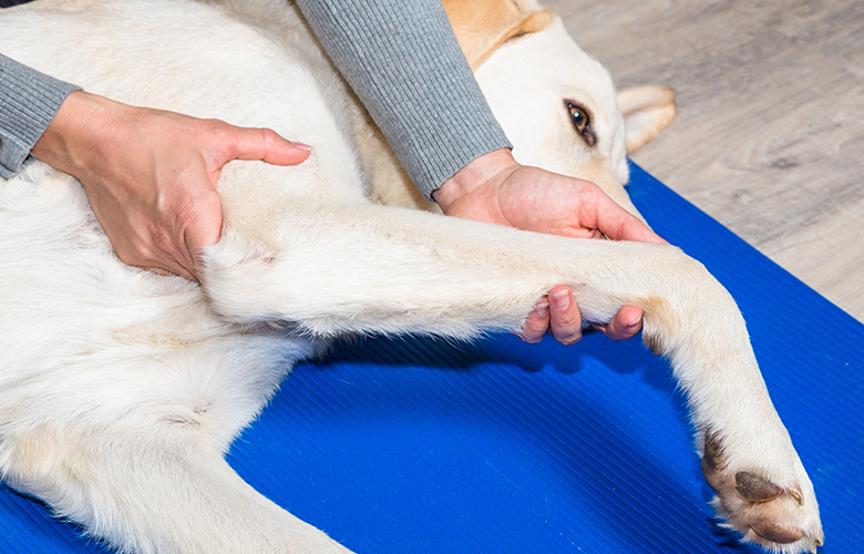 整形外科 × 東洋医学