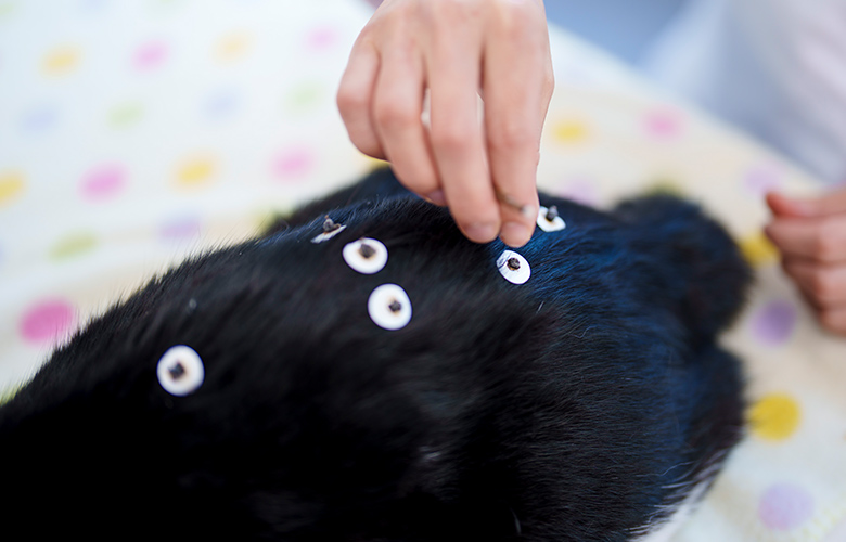 腫瘍性疾患 × 東洋医学