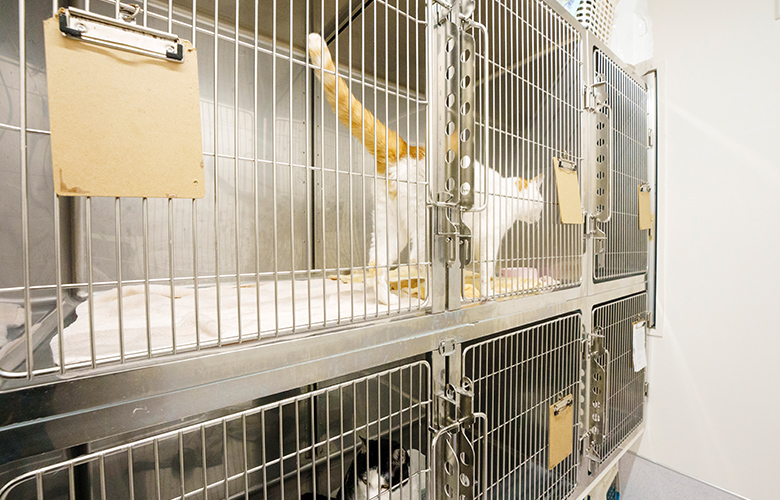 猫専用入院室