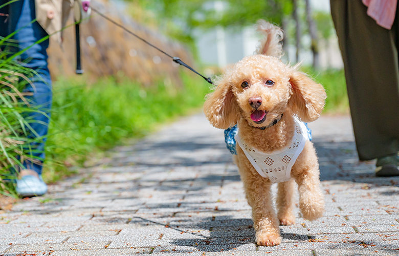 初診の際にご用意いただきたいもの