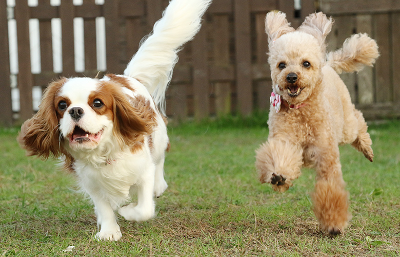 こんな子・飼い主さんにおすすめ！