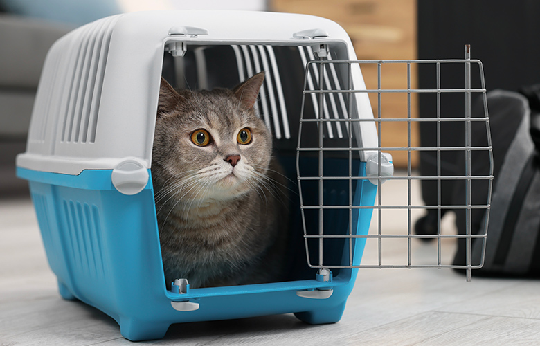 手術を受けられる飼い主さまへ