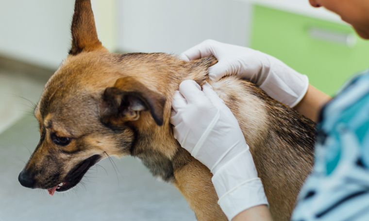 皮膚の病気をもつのワンちゃんの施術