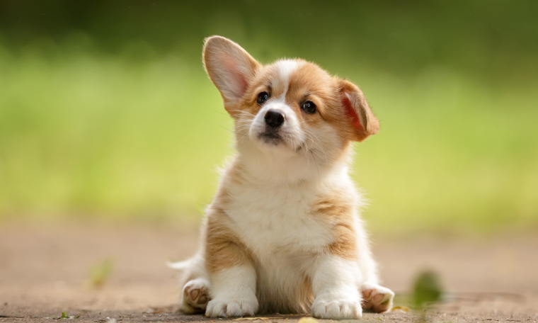 パピーのワンちゃんの施術